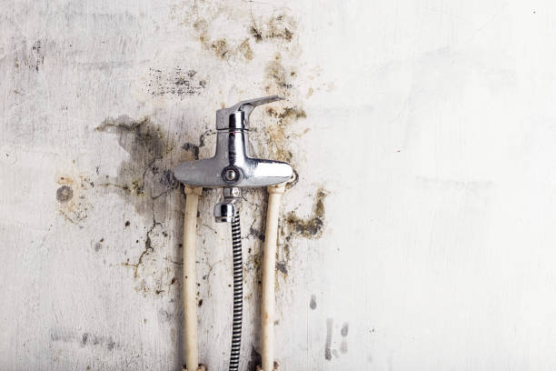 Best Certified Mold Removal  in Decatur, IN