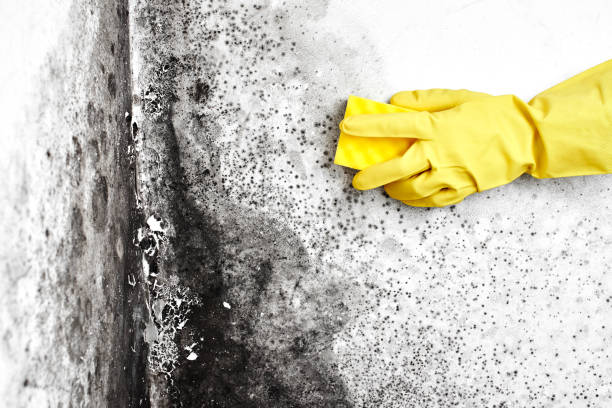 Crawl Space Mold Removal in Decatur, IN