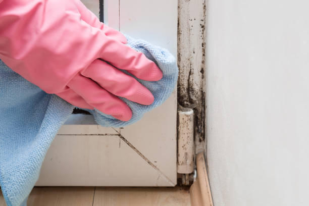 Home Mold Removal in Decatur, IN